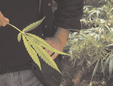 Γ.Τσιρώνης: Καλλιέργεια κάνναβης στο μπαλκόνι με... ένα παράβολο